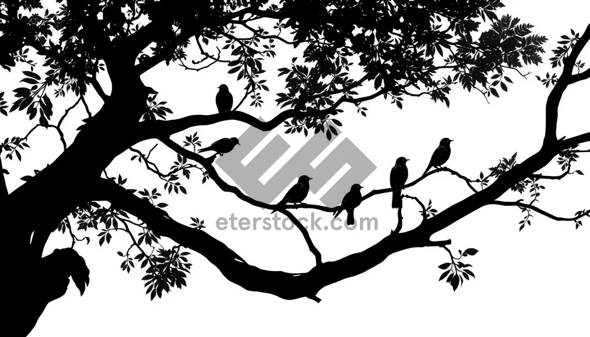 Picture of Black Oak Tree Silhouette Against Sky in Forest