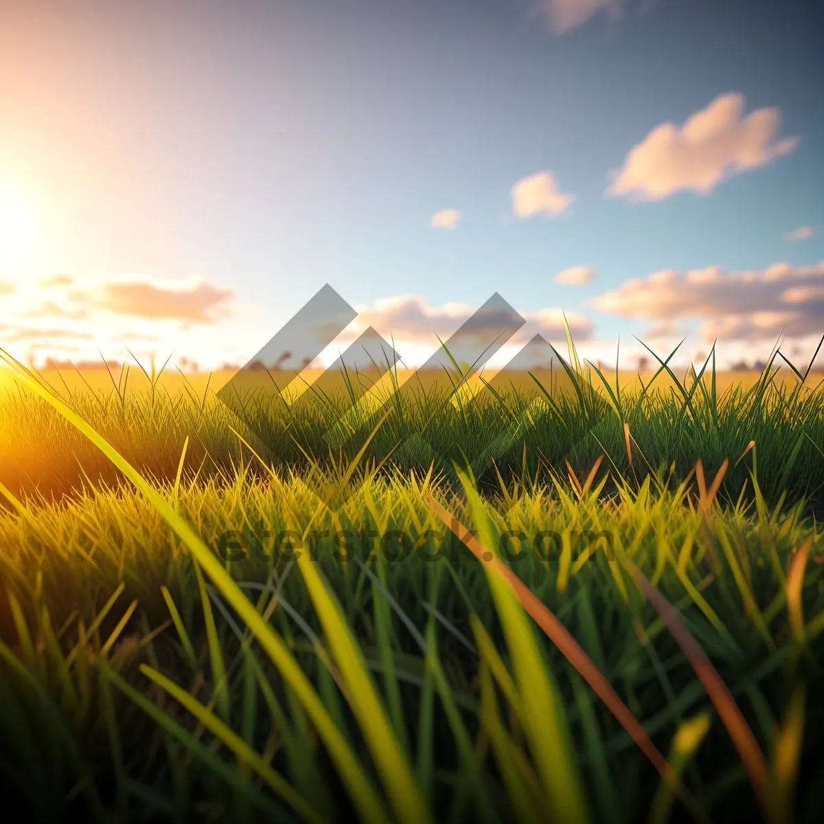 Picture of Golden Wheat Field under Sunny Summer Sky