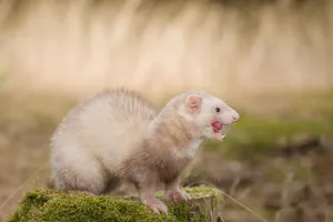 Fluffy rodent with fluffy tail and big eyes.