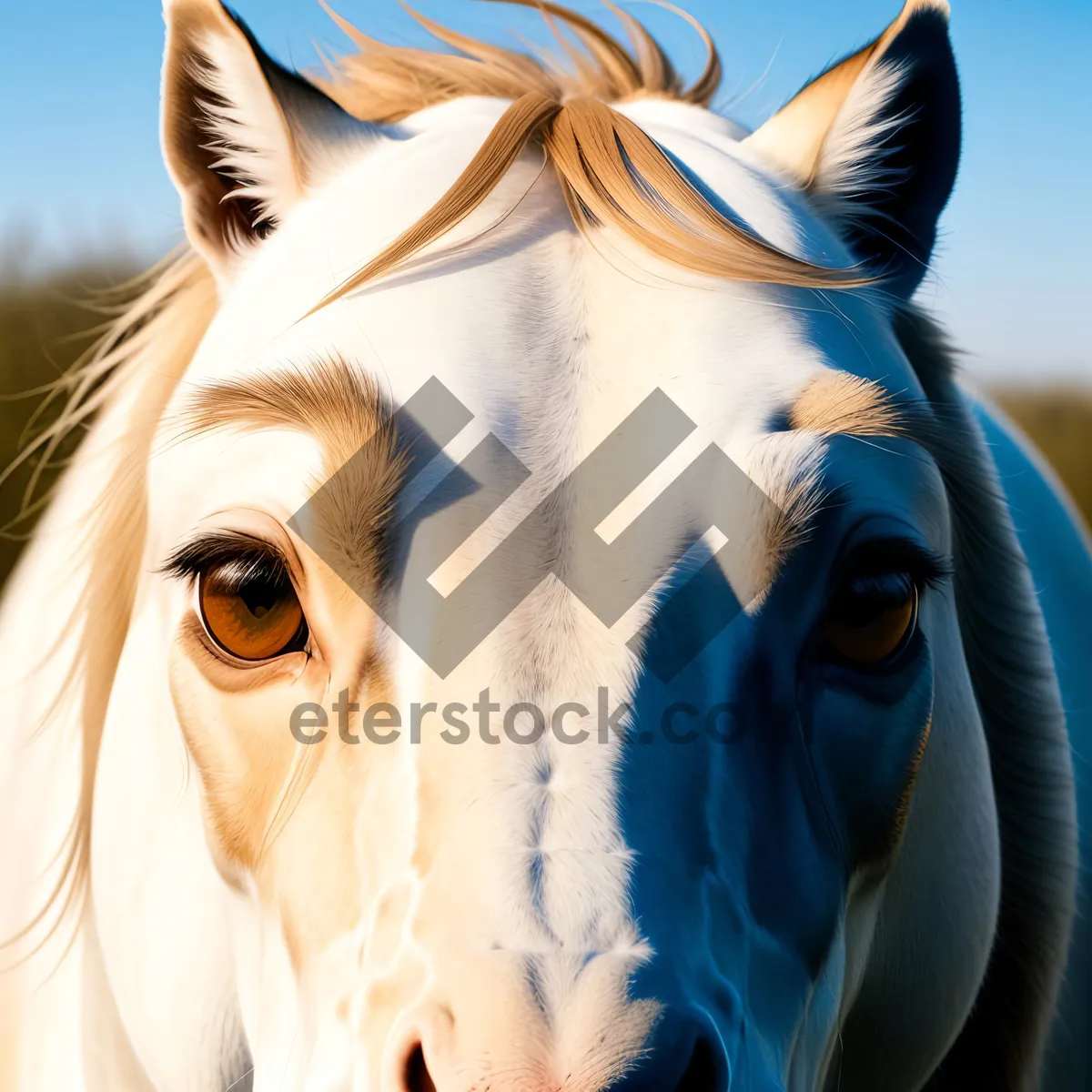 Picture of Stunning Brown Thoroughbred Stallion Grazing in Field