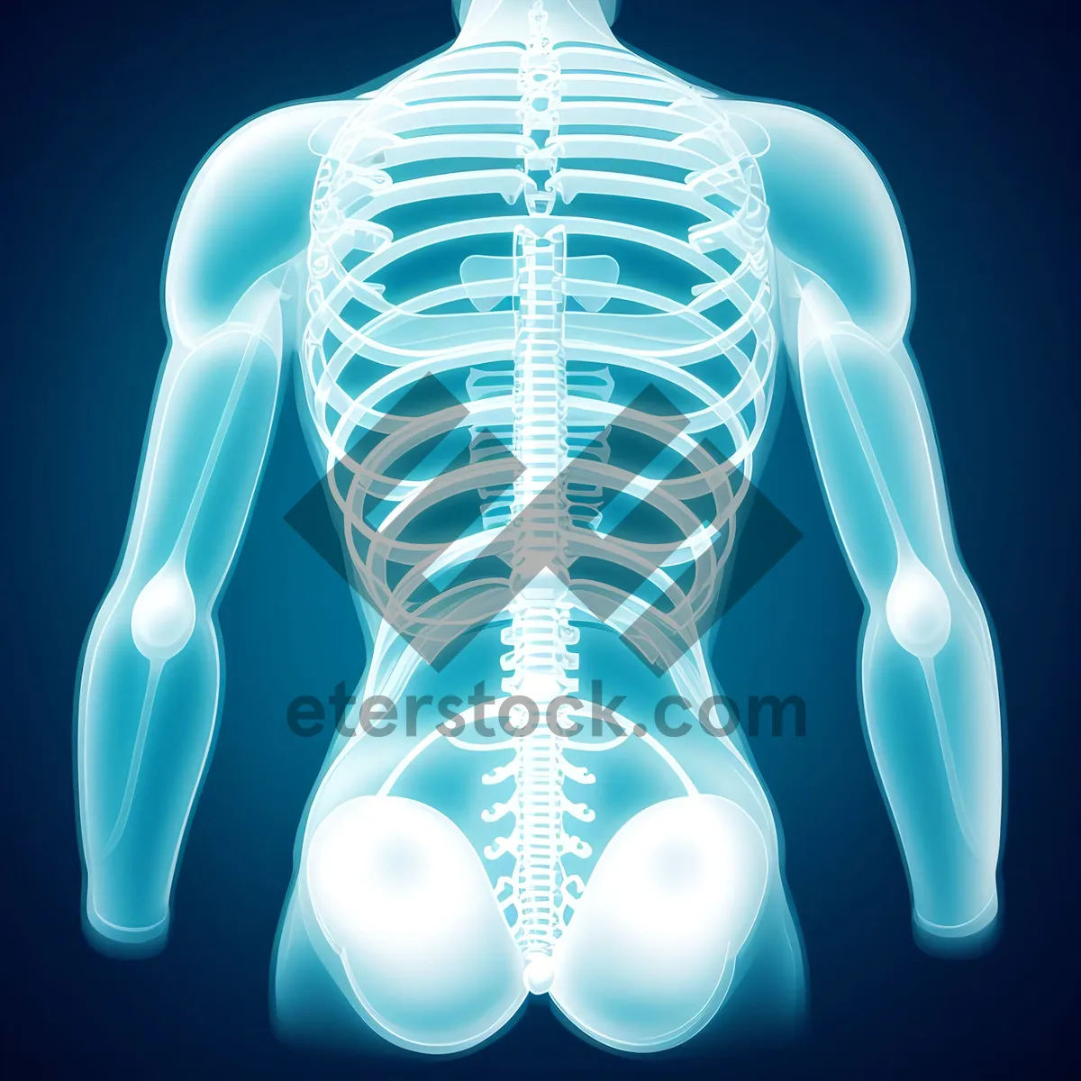 Picture of Transparent skeletal anatomy for medical science.