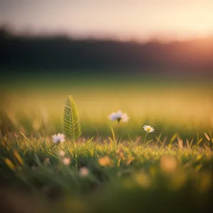 Golden Wheat Field Under Sunny Sky