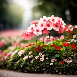 Pink Spring Blossom in Garden: Floral Beauty