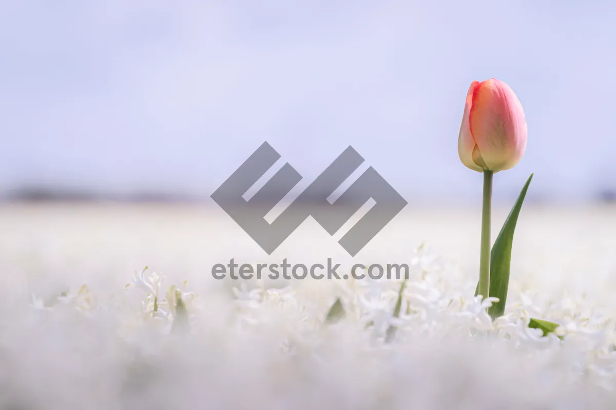 Picture of Colorful Spring Tulip Bouquet in Garden.