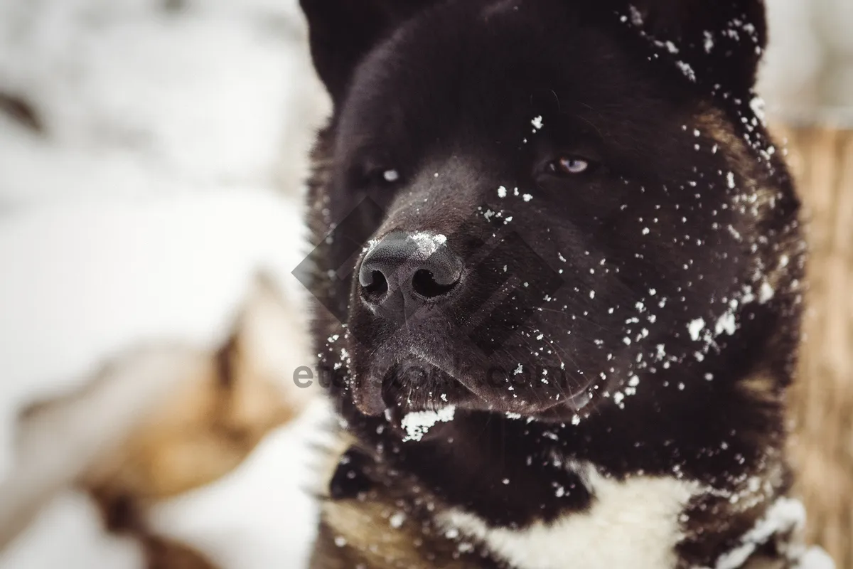 Picture of Black Shepherd Puppy Dog Portrait