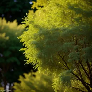 Vibrant Acacia Tree in Autumn Forest