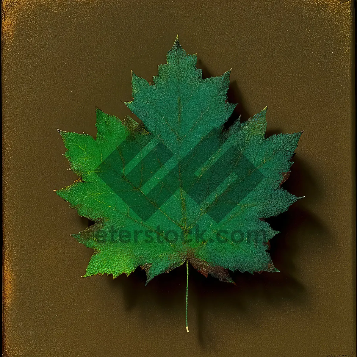 Picture of Autumn Maple Leaves: Vibrant Foliage for Seasonal Decor