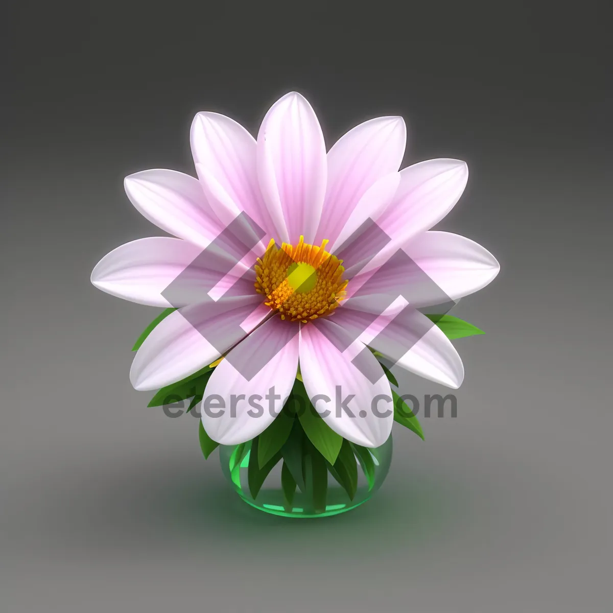 Picture of  Vibrant Pink Daisy Blossom in Summer Garden