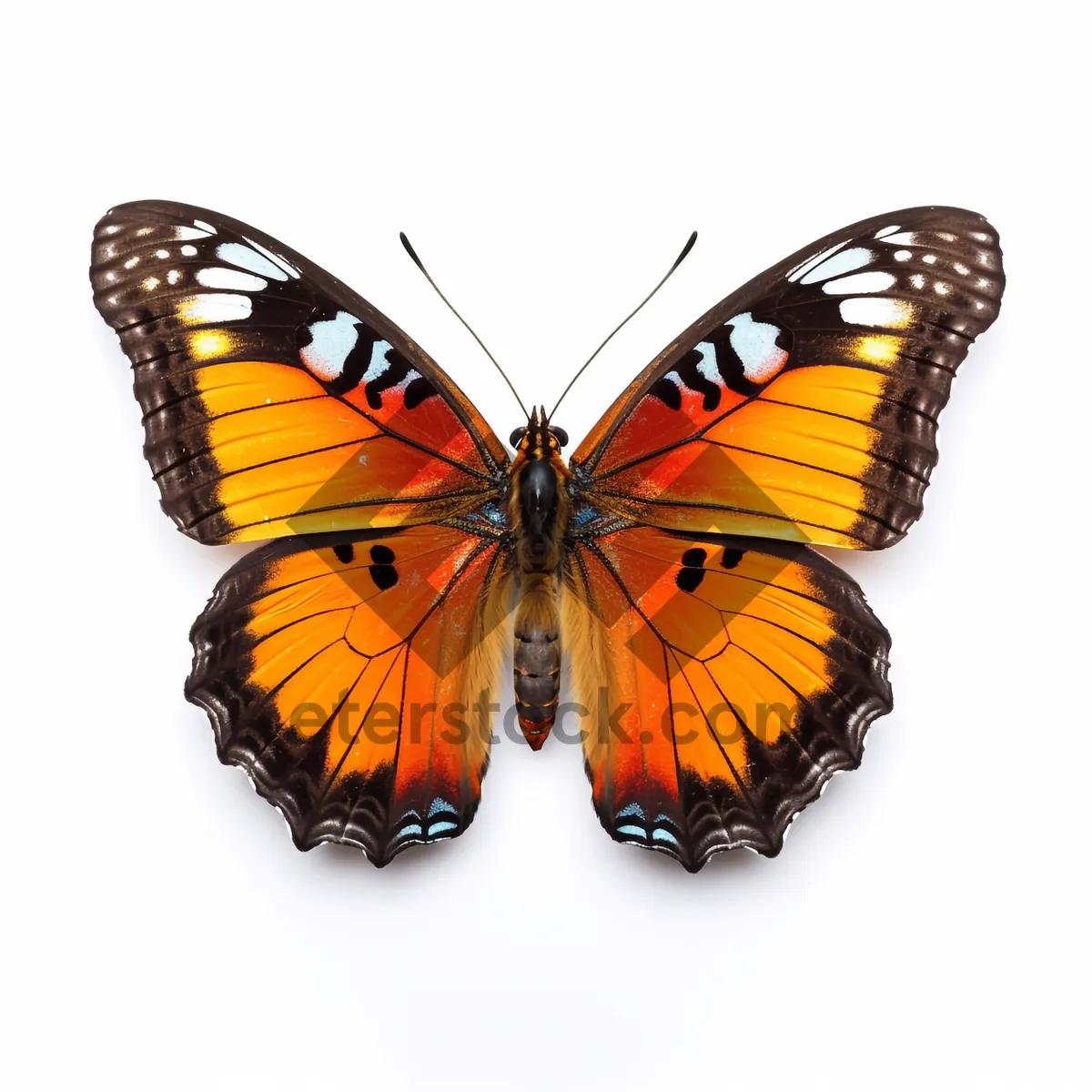 Picture of Colorful monarch butterfly with yellow and orange wings closeup.