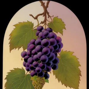 Juicy Harvest: Ripe Purple Grapes on Vine