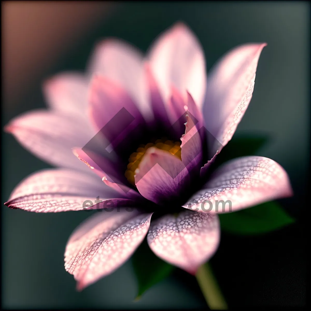 Picture of Pretty in Pink Lotus Blossom - A Vibrant Floral Delight