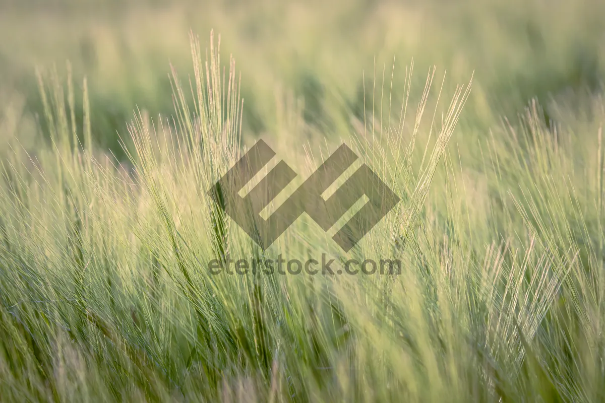 Picture of Golden Wheat Field Under Sunny Sky