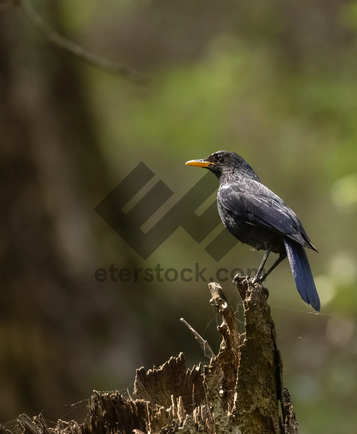 Picture of Black Starling Bird Perched on Tree Branch in Spring.