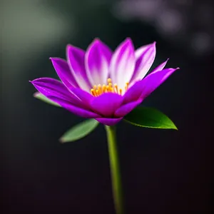 Serene Pink Lotus Blooming in Garden Pond