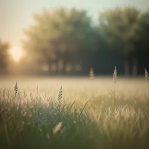 Golden Harvest: Beautiful Wheat Field in Rural Landscape