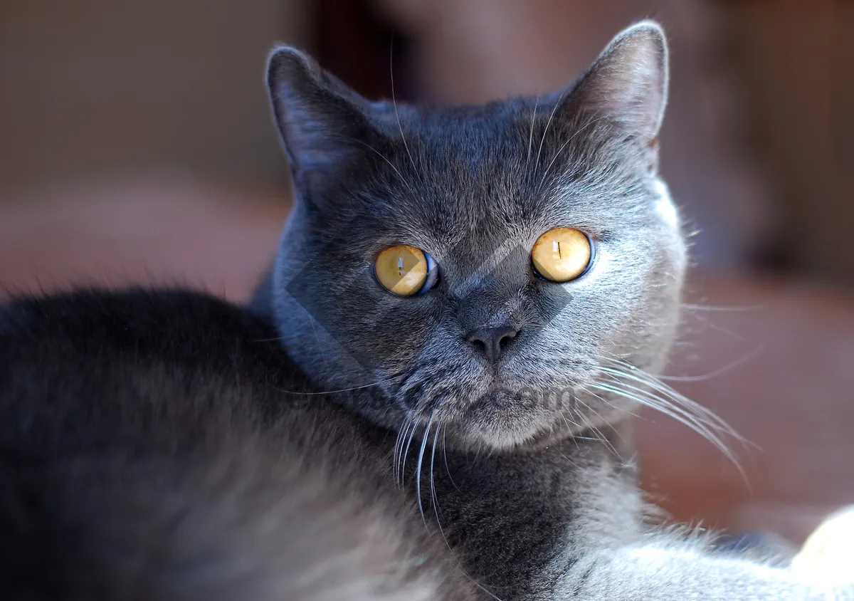 Picture of Playful Tabby Kitten with Curious Eyes