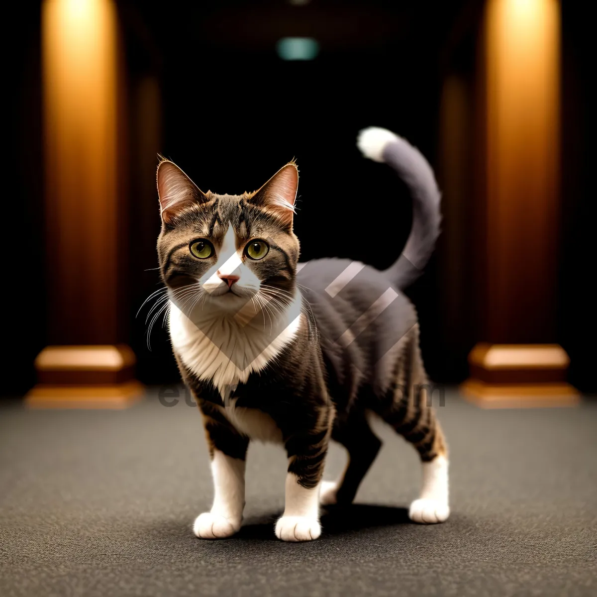 Picture of Furry Feline Cutie with Whiskers