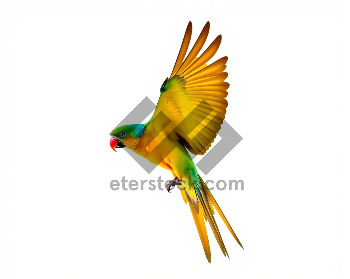 Picture of Colorful yellow parrot with beautiful feathered wings.