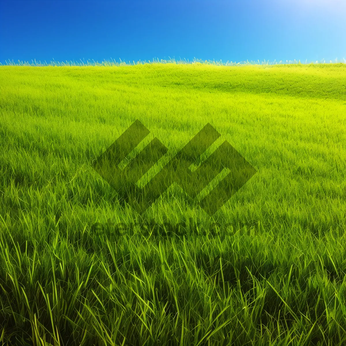 Picture of Golden Harvest - Rustic Fields and Serene Skies