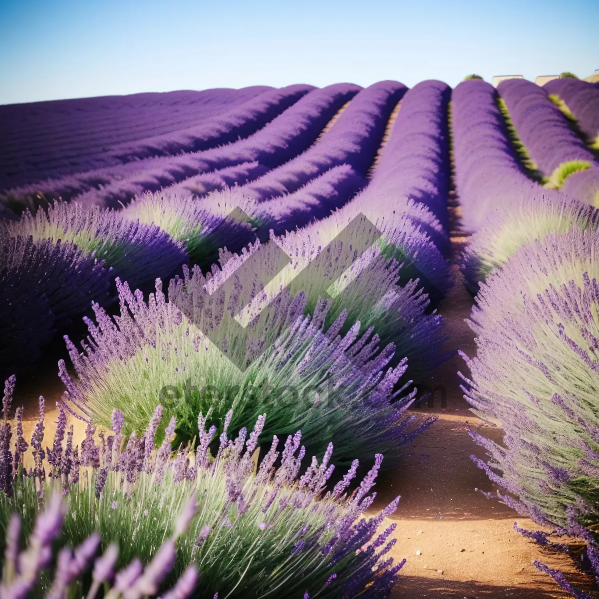 Picture of Gorgeous Lavender Herb in Lush Field