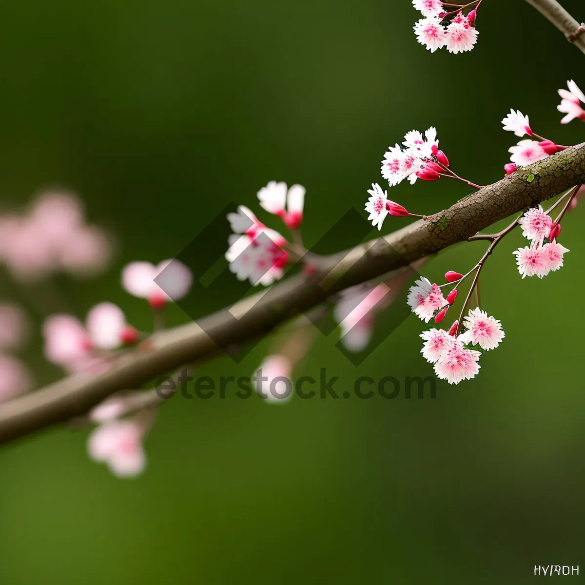 Picture of Spring Blossoms in a Japanese Apple Garden