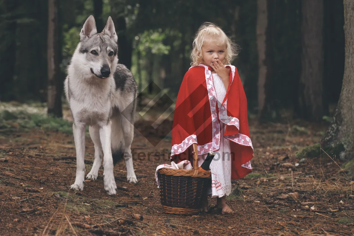 Picture of Portrait of Cute Timber Wolf Canine Wildlife Pet