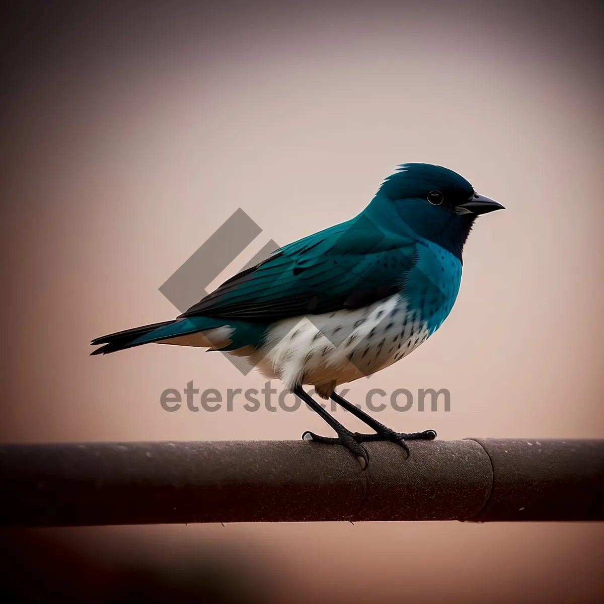 Picture of Indigo Bunting perched on tree branch