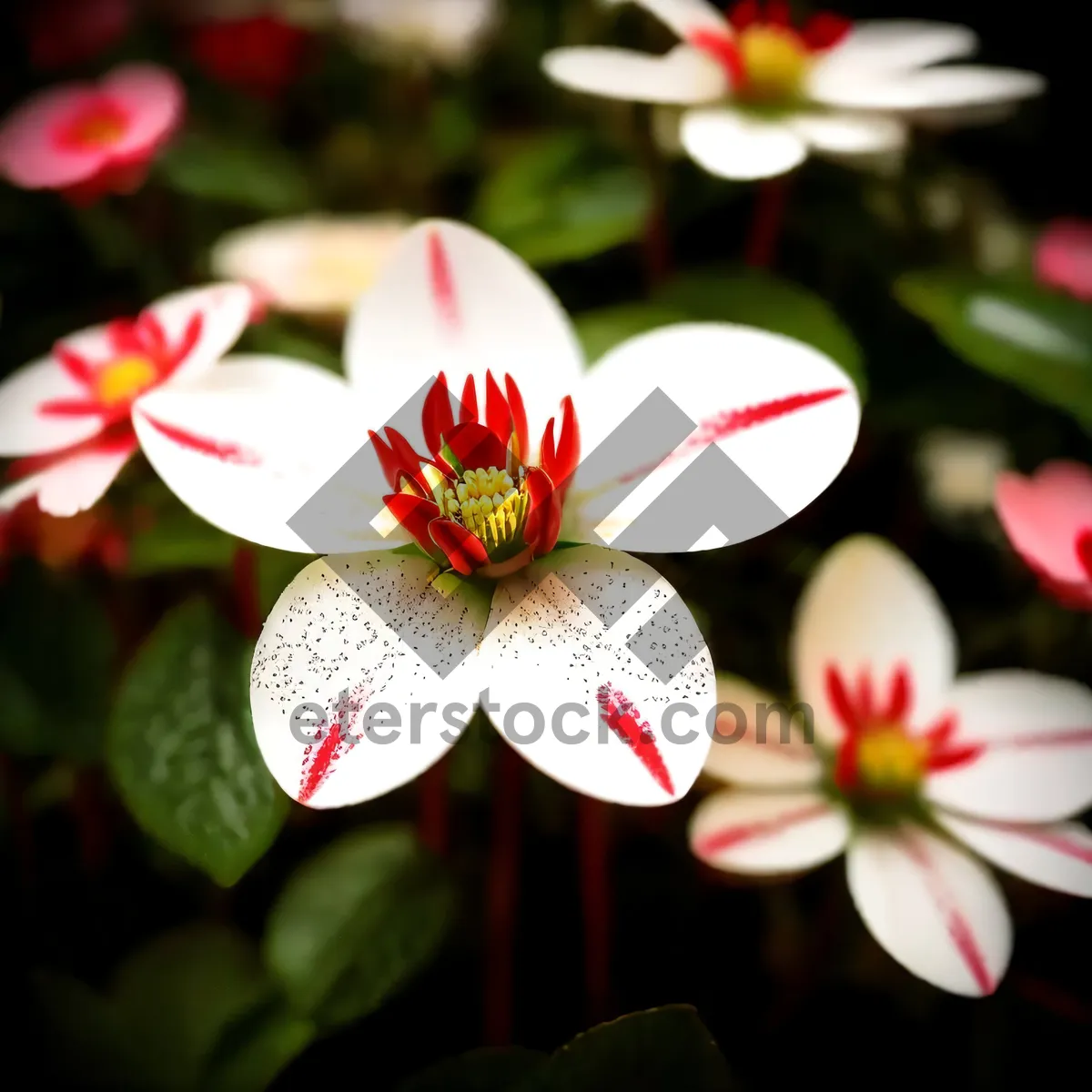 Picture of Pretty Pink Periwinkle Flower Blooming in Spring Garden