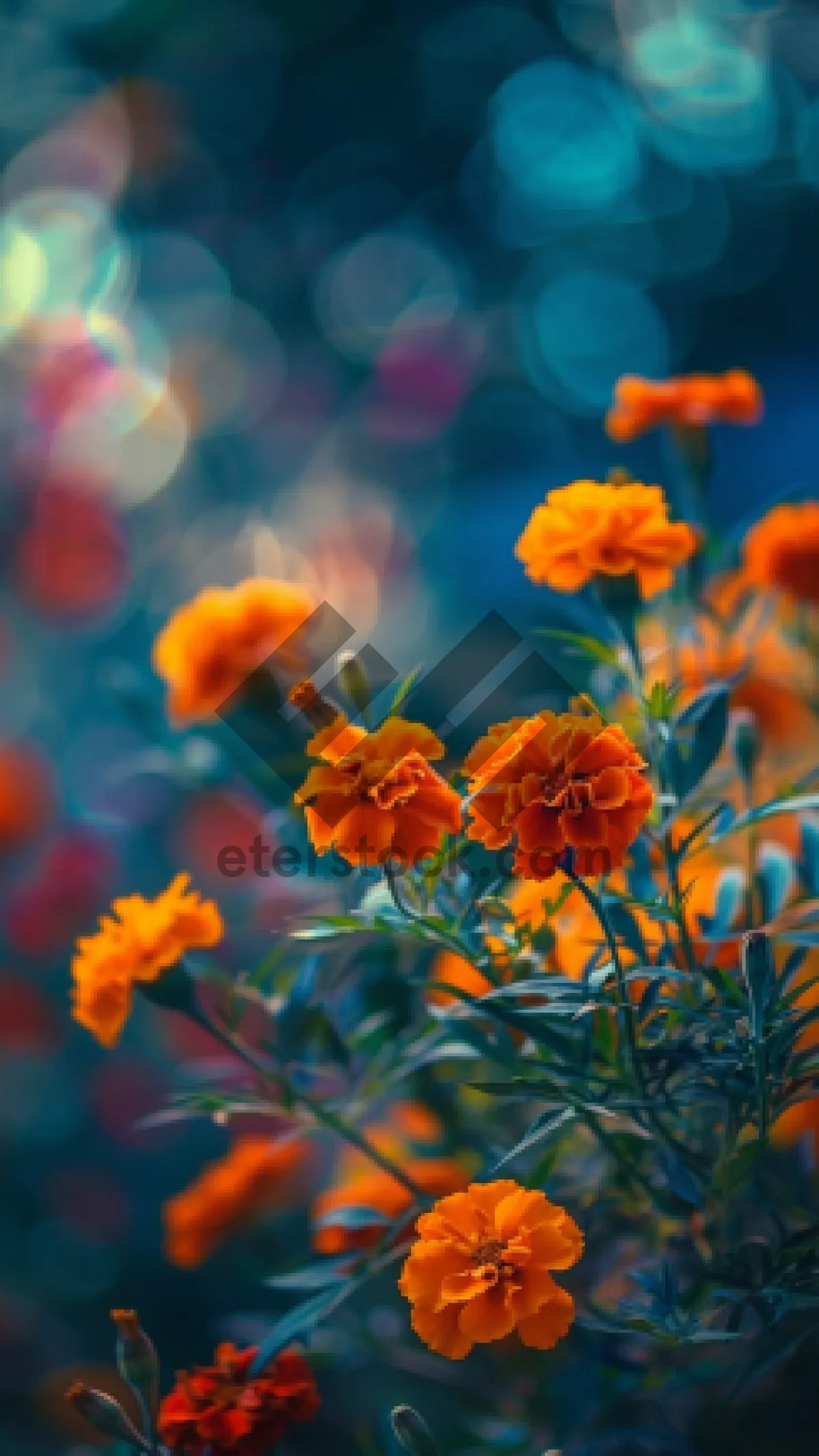 Picture of Vibrant orange tulip blossoms in sunny meadow