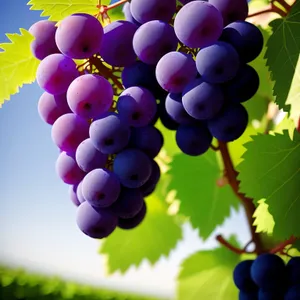 Ripe and Juicy Purple Grapes in Vineyard