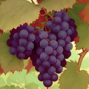 Juicy Autumn Harvest: Ripe Muscat Grapes Close-Up