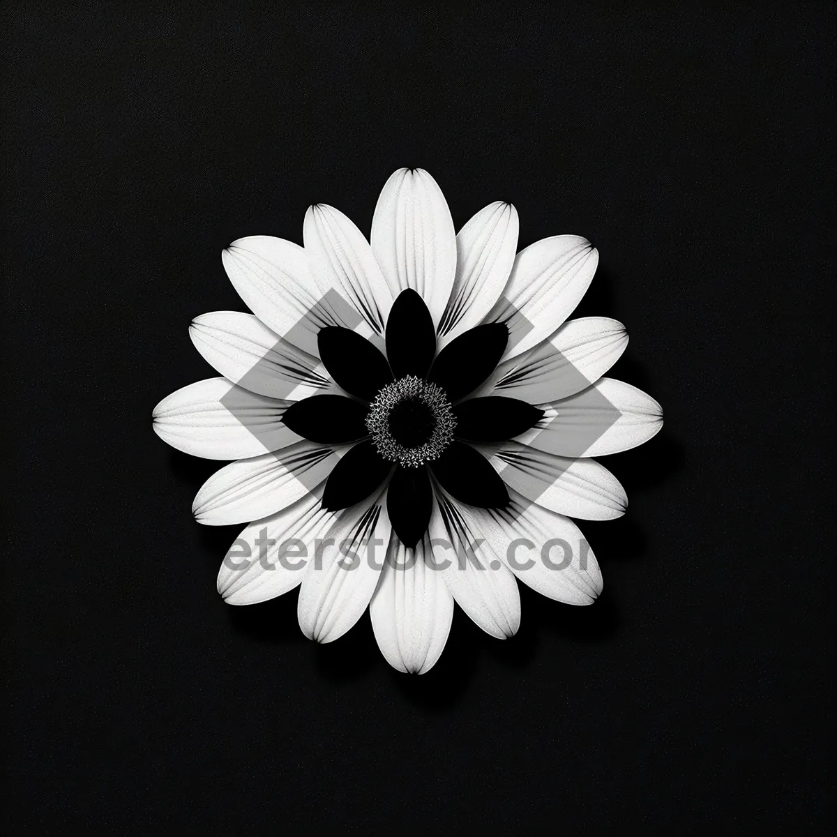 Picture of Yellow Daisy Blossom in Full Bloom