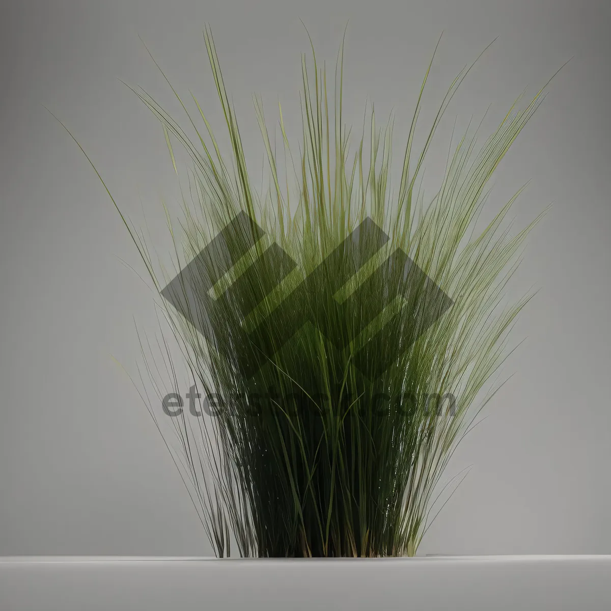 Picture of Bountiful Wheat Harvest in a Rural Field