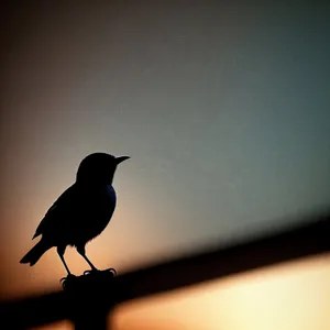 Beautiful Black Magpie Bird with Feathery Wings