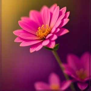 Summer Blooming Lotus Petals in Pink