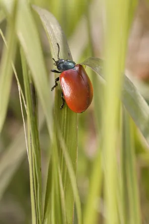 Bright ladybug on fresh green leaf in garden.