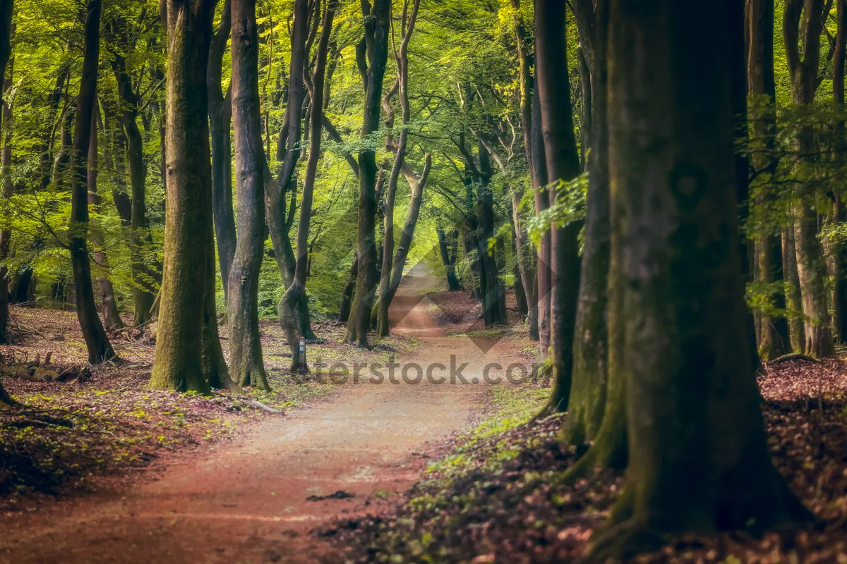 Picture of Sunlit Forest Path in Autumn Park