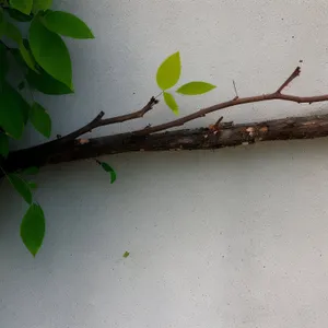 Forest insect on branch of tree with walking stick.