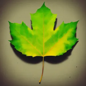 Vibrant Autumn Maple Leaf