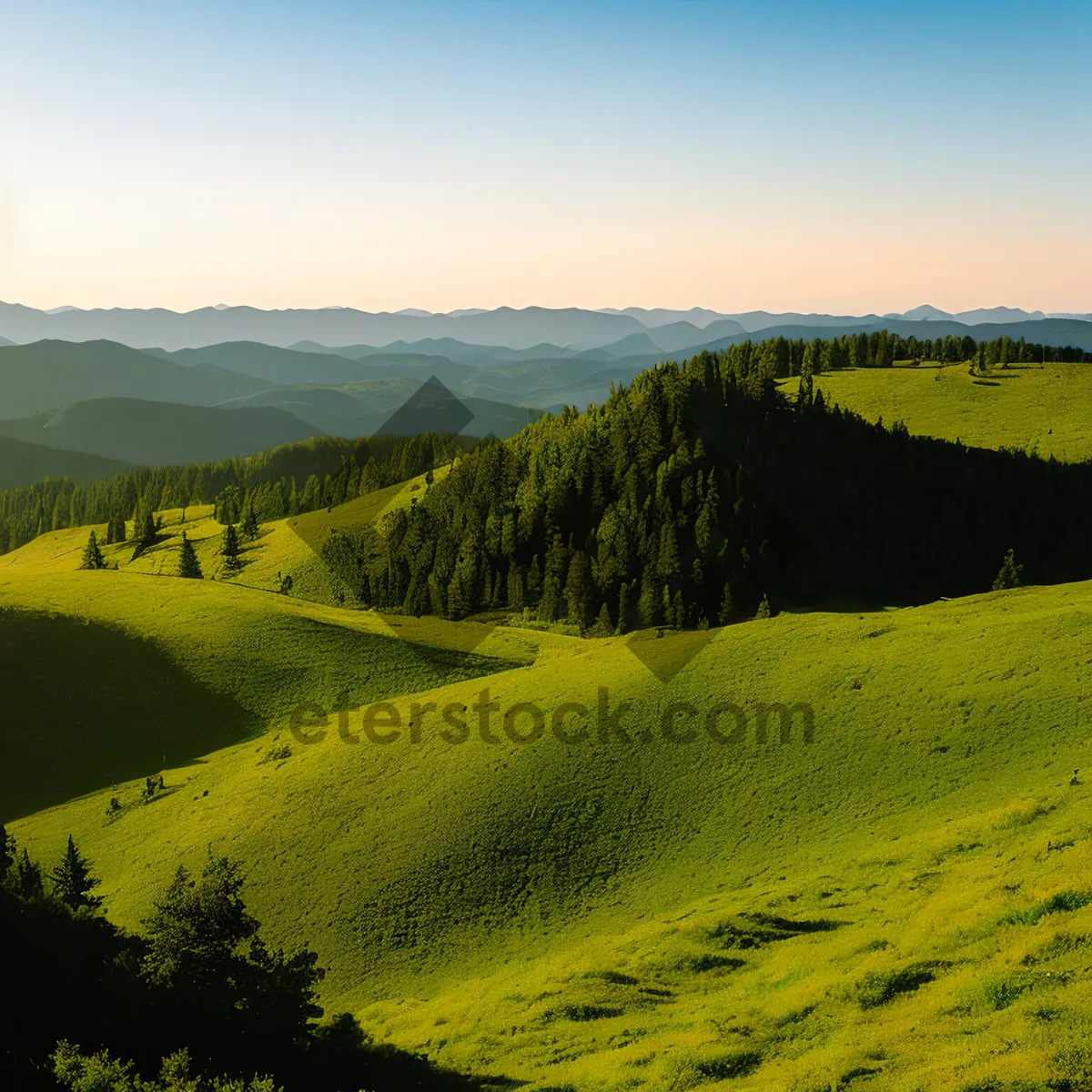 Picture of Idyllic rapeseed field nestled in scenic countryside