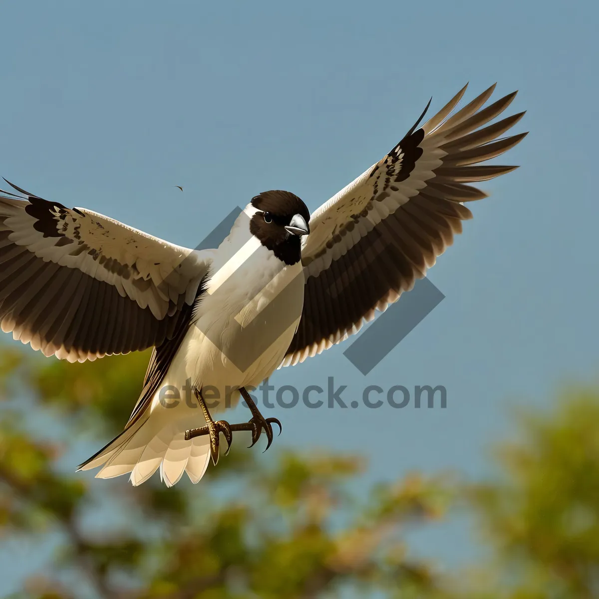 Picture of Graceful Flight of a Coastal Seagull