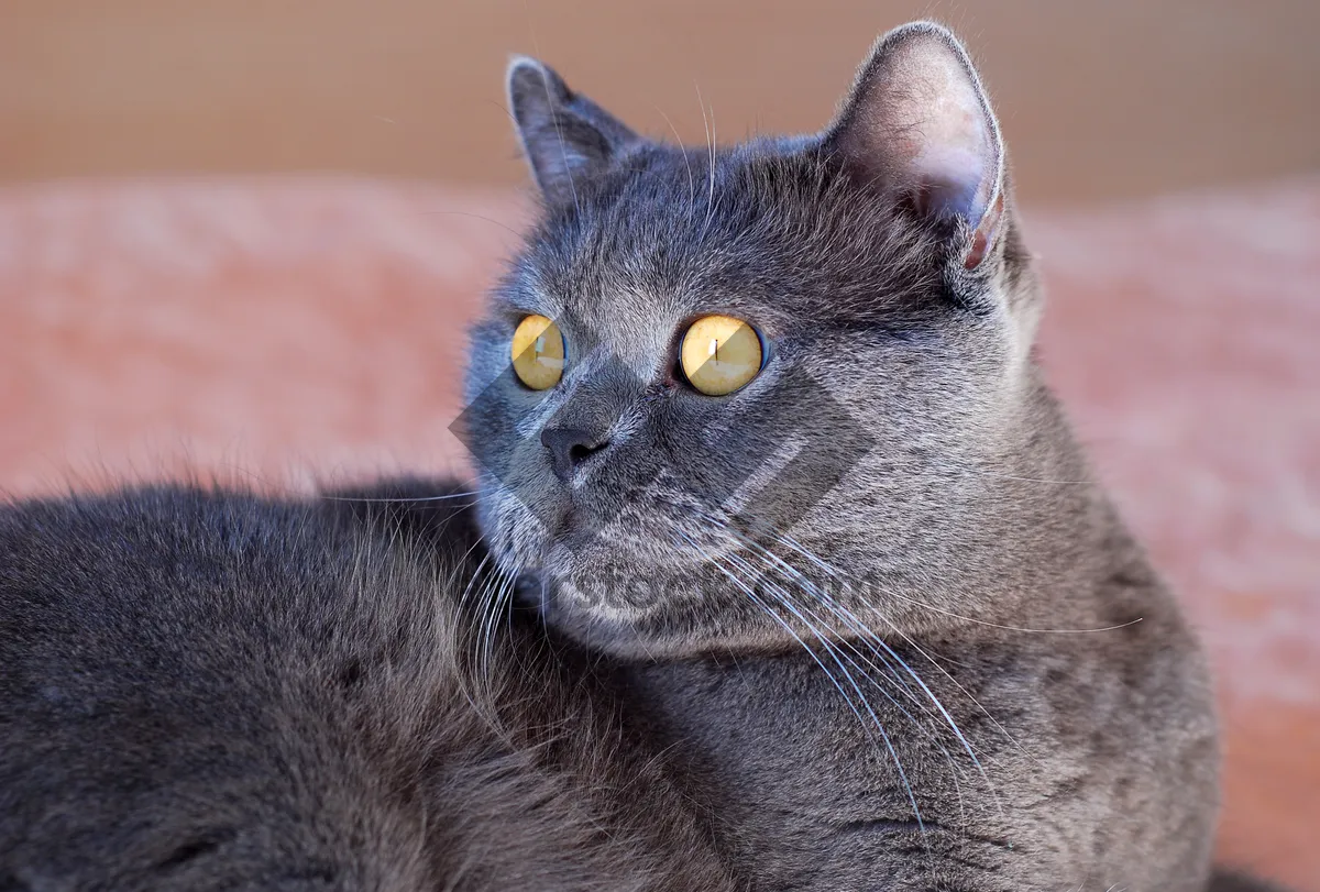 Picture of Cute Tabby Kitten with Gray Whiskers Playing Joyfully