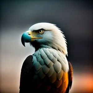 Bald Eagle on the Prowl
