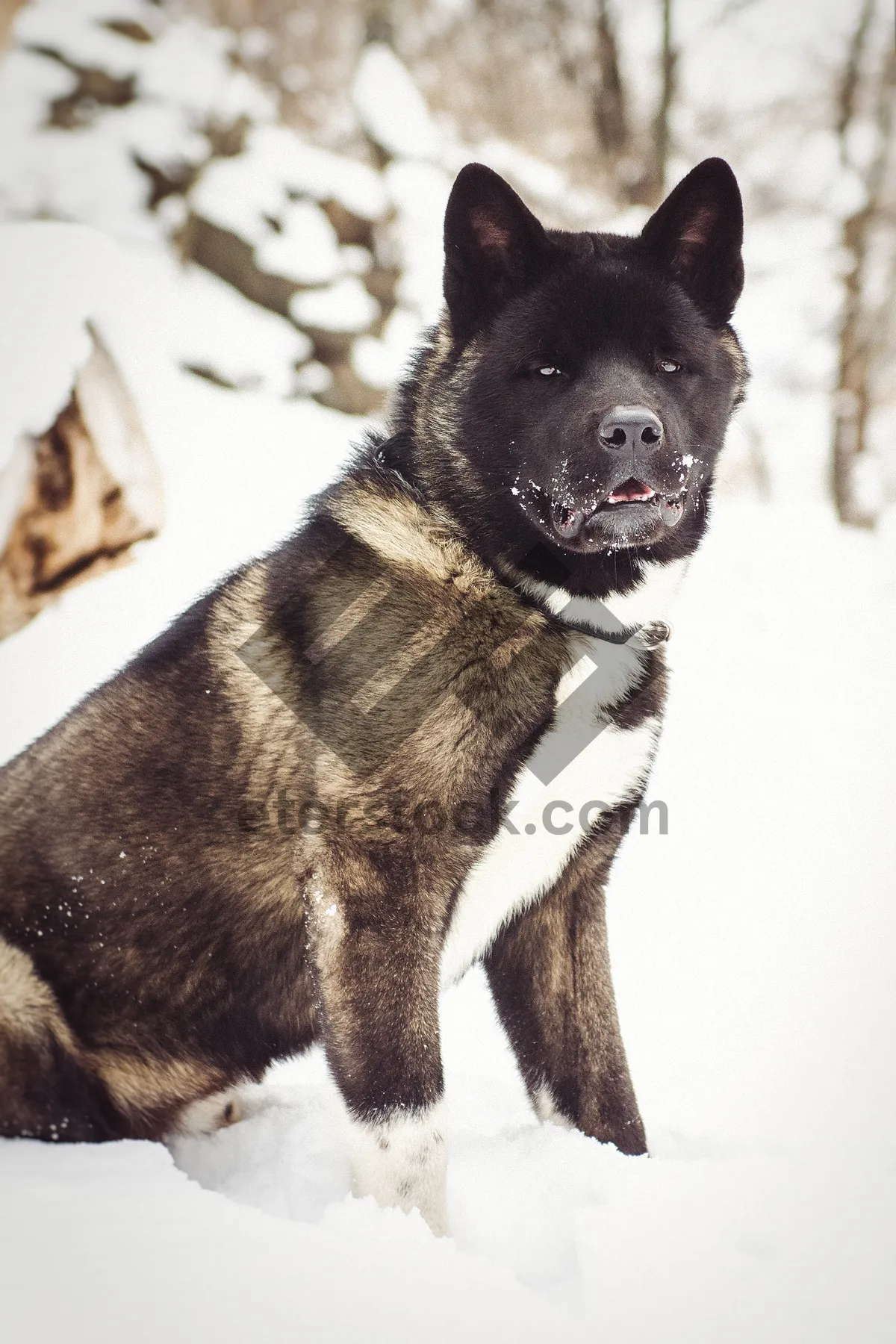 Picture of Brown German Shepherd Puppy Portrait in Studio