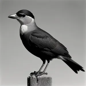 Wild Auk Seabird with Striking Black Feathers