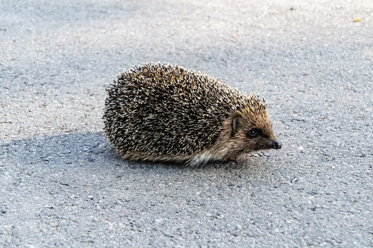 Picture of Cute Porcupine with Sharp Quills in Studio Setting.