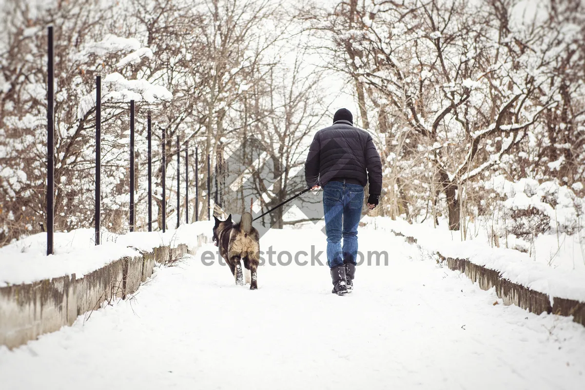 Picture of Winter Park Landscape with Snowy Trees and Sled