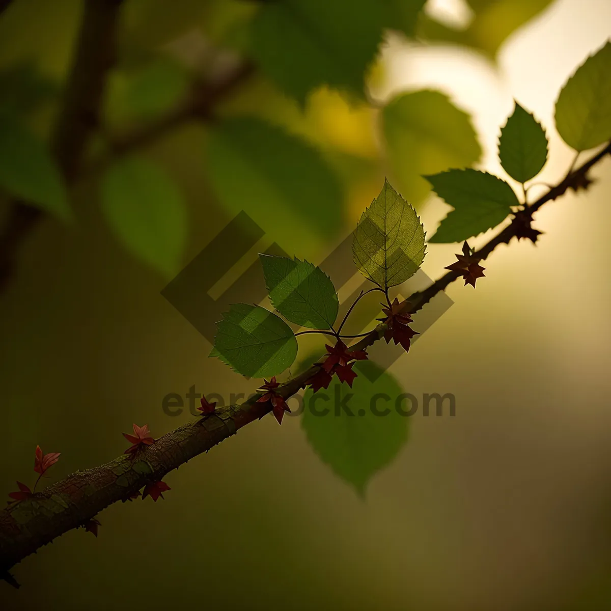 Picture of Sunlit Elm Tree Branch in Summer Forest