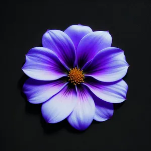 Blooming Pink Viola Flower Petals