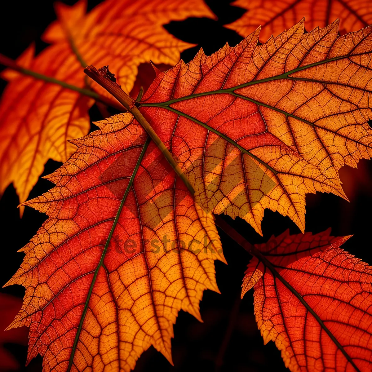 Picture of Vibrant Autumn Foliage: Maple Leaves in Golden Hues